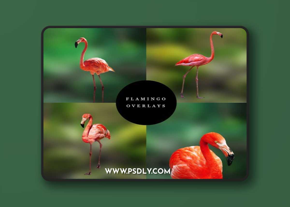 Flamingo Digital Overlays​