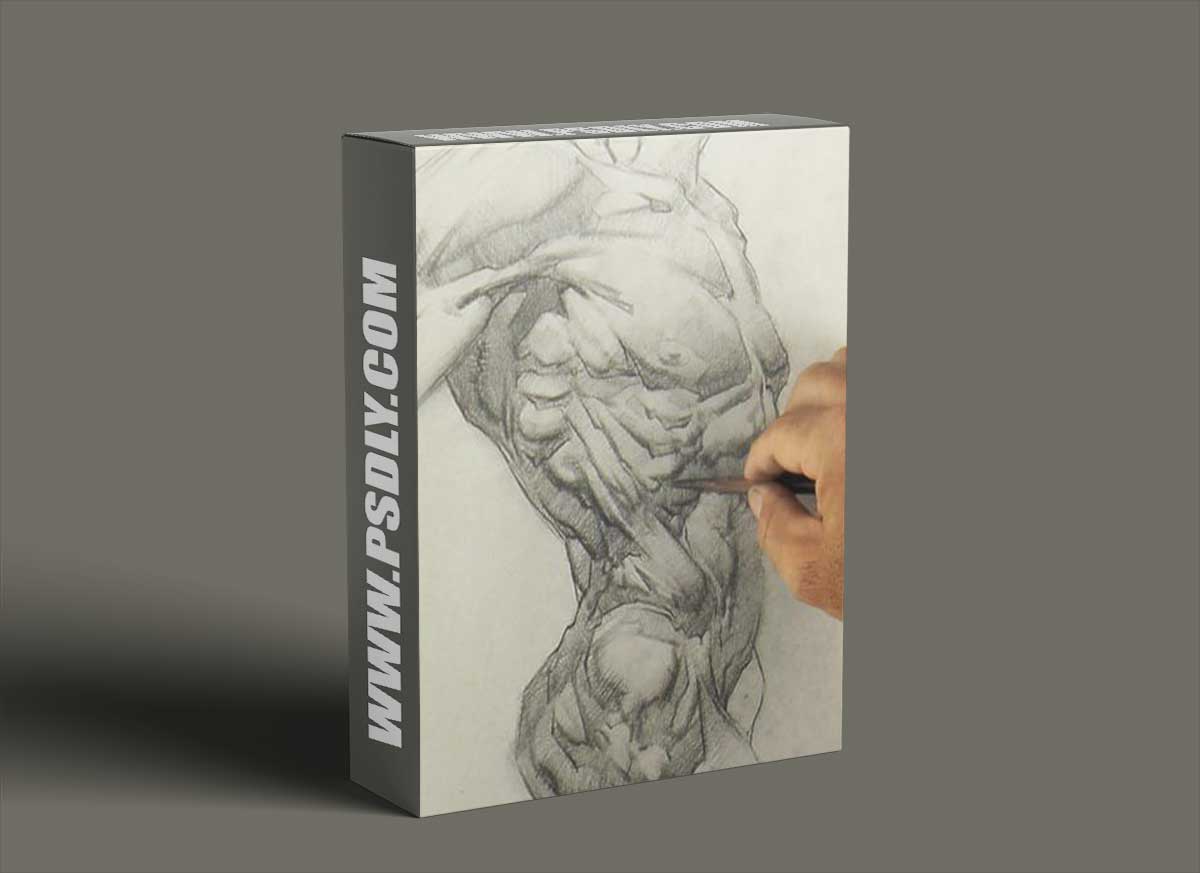 Watts Atelier - Bridgman Torso: Front - Jeff Watts