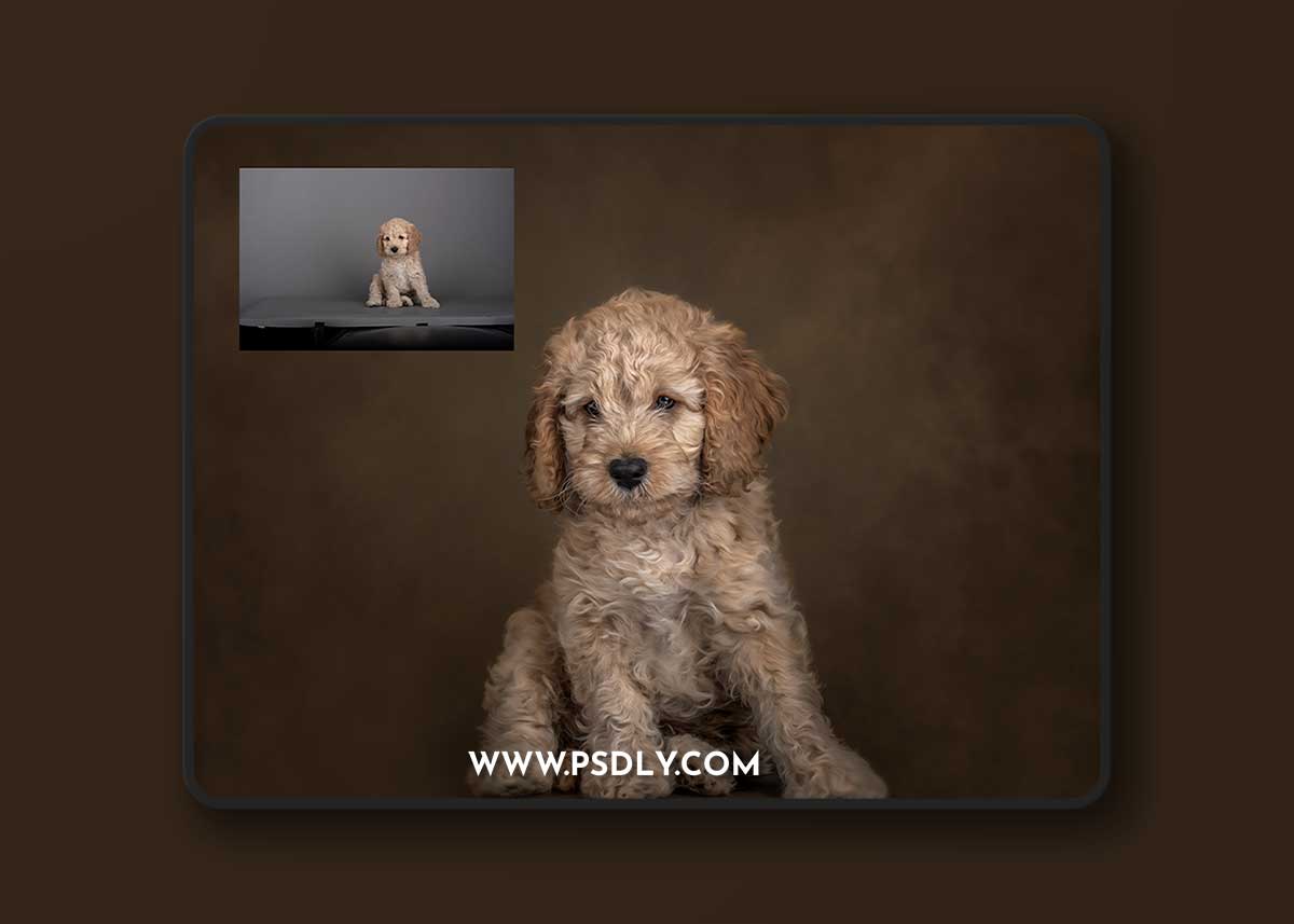 Sweet Soul Studio Fine Art Painterly Pets Collection