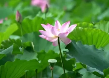 Videohive The Lotus 53974565
