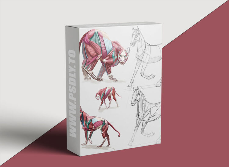 CGMA - Animal Drawing with Shannon Beaumont 1 CGMA - Animal Drawing with Shannon Beaumont