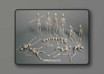 Bones VOL.2 – Human Bones