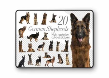 20 German Shepherds - Cut-out Pics PNG 1449435