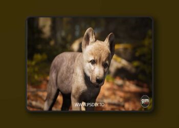 Animalia - Gray Wolf (young) (5.0+)
