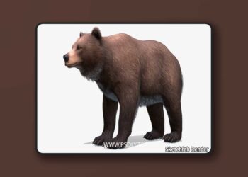 Bear - Female (5.1+)