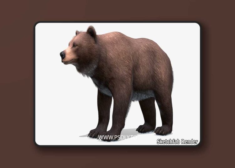 Bear - Female (5.1+) for Unreal Engine 1 Bear - Female (5.1+)