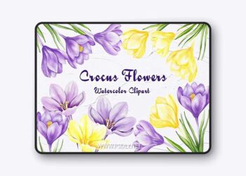 Crocus Clipart Spring Flowers PNG