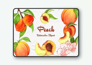 Peach Watercolor Clipart